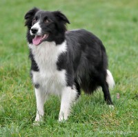 Border Collie